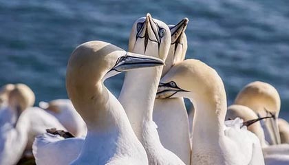 kaiyun-日本队与传统强队展开激烈角逐，日本队与传统强队展开激烈角逐的区别