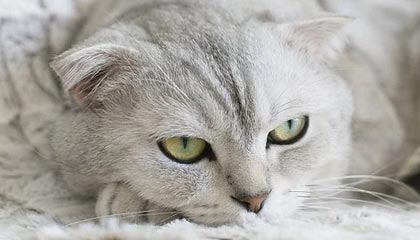 kaiyun-日本队与传统强队展开激烈角逐，日本队与传统强队展开激烈角逐的区别