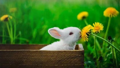 kaiyun-日本队与传统强队展开激烈角逐，日本队与传统强队展开激烈角逐的区别