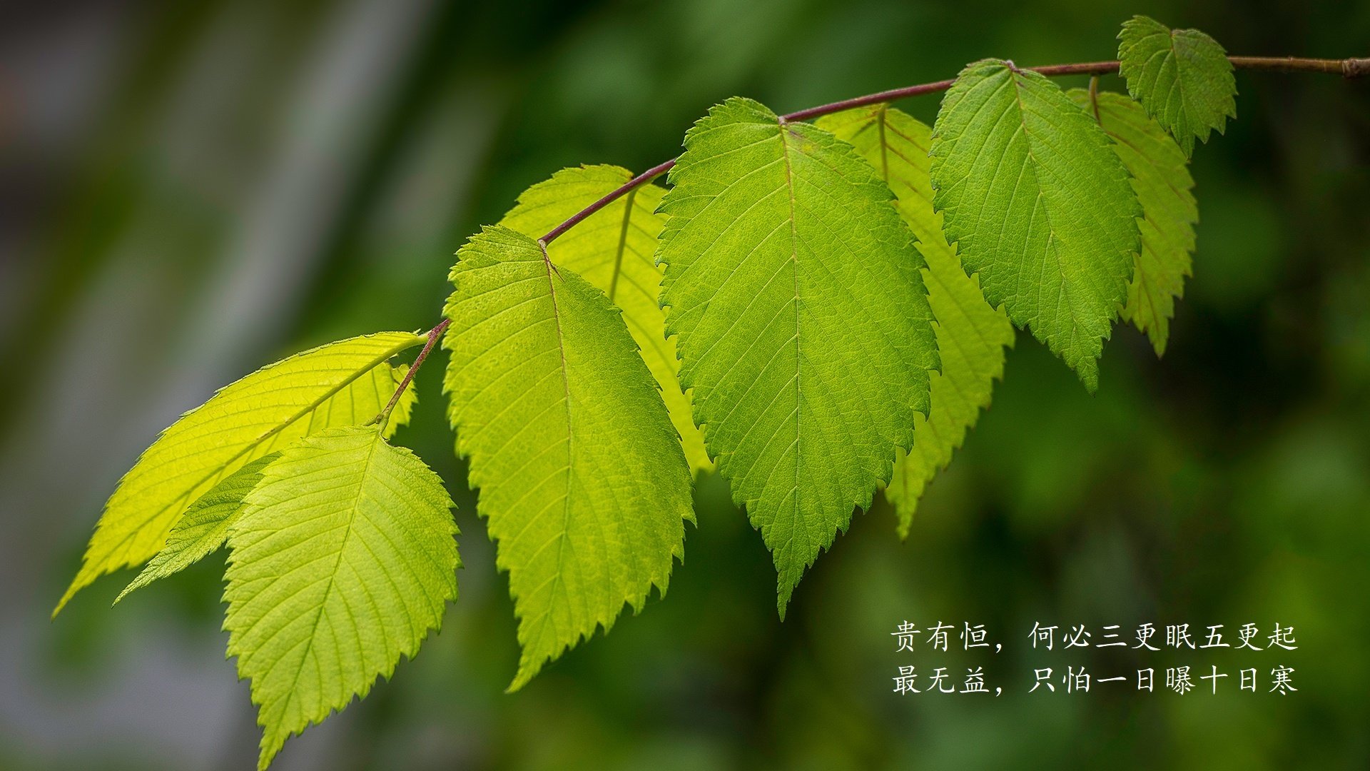 “德甲高水平对抗，技术与战术完美融合”，德甲谁厉害