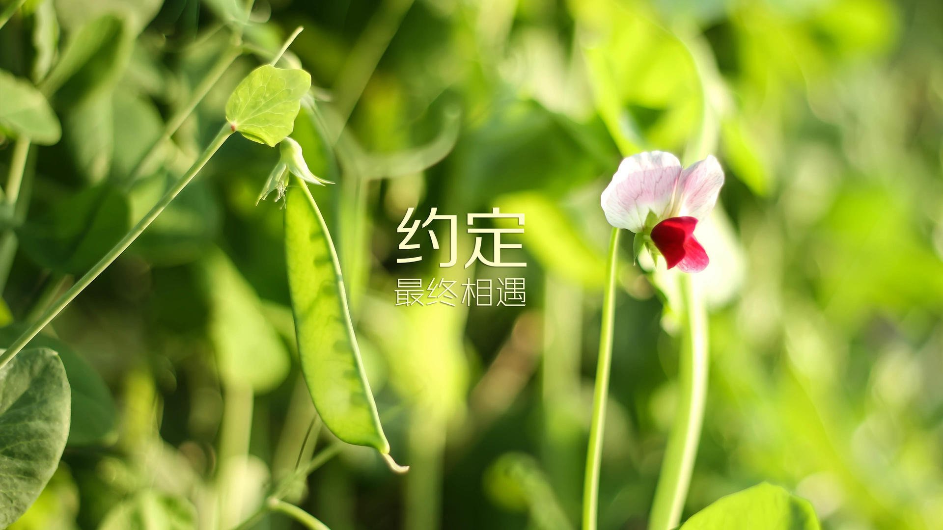 篮球运动员转会市场规则日趋完善，篮球运动员转行踢足球